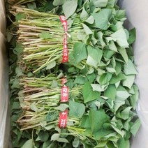 맛있는 농장 호박고구마 모종 10kg(4월1일부터예약주문받습니다), 호박고구마 모종 10kg, 6월 10일 도착