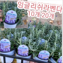 잉글리쉬라벤다 10개 20개/-25도에서도 살아나는 허브의 왕, 20개