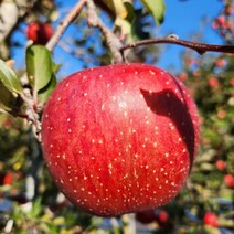 포천사과 한탄강사과 꿀부사 썬애플 5kg 15-18과 운악산사과 프리미엄, 상세페이지 참조