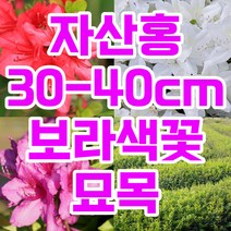자산홍 백철쭉 철쭉 묘목 꽃 나무 철쭉마켓 백철 베니 정원 마당 조경수 정원수 전원주택 아파트 울타리 키우기 화목류 철죽 농원 조경 꽃나무 울타리 수목 연산홍 영산홍, 보라(자산홍)30-40cm전후또는이상