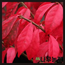 (나무농장) 화살나무 h0.5 내외 분
