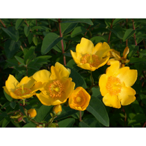 망종화 8cm포트 묘목2개 낙엽관목 식용꽃 다년생 [케이야생화]