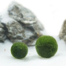 바보사랑 일본 미니 마리모 1~1.5cm (중) / 마리모키우기 .미미네아쿠아, 단품