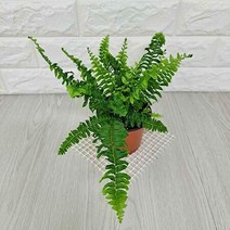 더피고사리(소) 실내인테리어 공기정화식물 홈가드닝, 단품