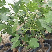 무화과나무 70cm 유실수 열매 과일나무 과실수, 1개