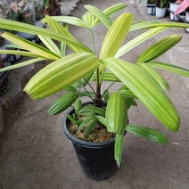 서황금 관음죽 중대품 높이 40~60