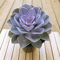라일락 키우기 예쁜다육 목대 중품120 랜덤발송, 단품