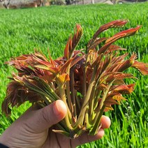 [부자밥상]봄나물 지리산 가죽나물 원순 참죽나물 거죽나물 순 1kg 산지직송, 가죽나물 프리미엄 1kg