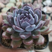 50가지 다육이 [ 취향저격 ], 35번-잼스톤, 1개