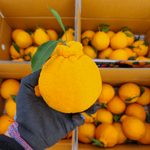 [올팜스] 명품 제주 한라봉 가정용 벌크 3kg 4.5kg, 명품 한라봉 벌크 3kg