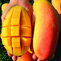 무지개골드망고 코끼리망고 마하차녹망고 엘리펀트망고 무지개망고, 무지개망고_2kg