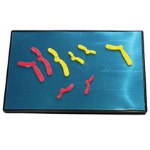 염색체 분리결합 감수분열 모형 자석 생명공학 DNA구조 실험실 조직학 기능