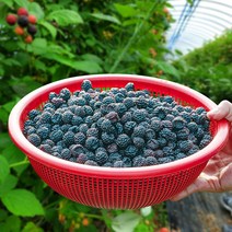 [산지직송] 전남 보성 무농약 토종 복분자(급냉) 2kg/4kg, 복분자 2kg, 1개