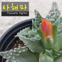 사해파 지름 9cm 소품, 1개