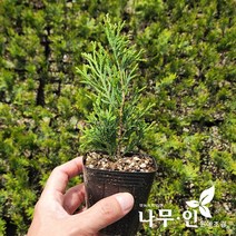 [나무인] 에메랄드그린묘목 5포트