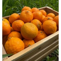 제주 카라향 감귤 3kg 5kg 10kg 설국향 금귤 깡깡 수라향 황금향 제주도 과일, 제주 만감류 고당도 카라향 정품 3kg, 1개