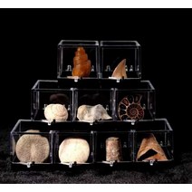 상어이빨 고고학 상어뼈 표본 천연 해양 수집품, 크라운 테일(2.5-3.5cm)