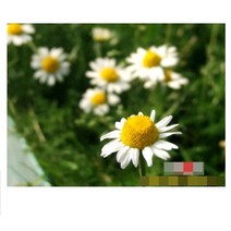 허브(Herb)/채소식물 로먼카모마일 모종 4개 (L0286)