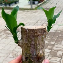 행운목 소품 공기정화식물 식집사 실내화분, 단품, 1개