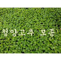 안산 플라워마트 청양고추 모종 20개