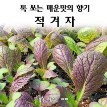 [모종심는아빠] 톡쏘는 매운맛과 향기 적겨자, 모종6개