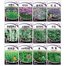 오레가노 유칼립투스 라벤다 오레가노 라벤다 로즈마리 페퍼민트 보리지 허브씨앗 타임 바질 카모마일 차이브 딜 레몬밤 세이지 히솝 소렐 유칼립투스 키우기 심기 재배 정원가꾸기, 안개꽃 3g