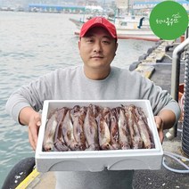 [최고다농수산] 주문진 당일조업 산오징어 선동오징어 초코오징어통찜 생물 활 오징어회, 선동 초코오징어 대 10미