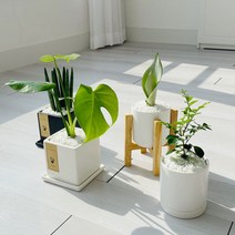 cocooning 키우기 쉬운 실내 초보자 공기 정화 청정 식물, 사각블랙, 스노우사파이어