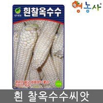 흰찰옥수수씨앗 70립- 옥수수씨앗 옥수수 종자, 흰찰옥수수, 1개