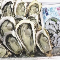 베리타임 산지직송 통영 굴 시세 섬진강택배 제철 자연산석 바위 반각 석화 하프 셀 쉘 햇 생 굴 1kg 2kg 5kg 철 찜 전 주문 맛집 해산물 요리 효능 왕 돌 굴, 바로먹는 반각굴 2kg