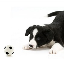 강아지 훈련공놀이 야광축구공 삑삑이장난감 플레이볼, 본상품선택