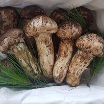 자연산 백두산 송이버섯 선물세트 1kg 남방송이, 1등급1kg(15~20개)