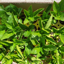 안산 플라워마트 꽈리고추 모종 3포기