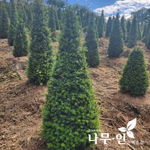 [나무인] 주목 분뜨기 키1.5미터(차량배송)