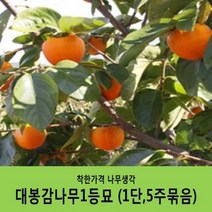 감나무묘목 묶음상품, 차량단감나무(1단5주묶음)