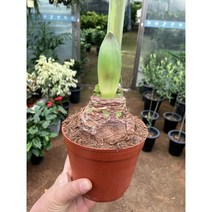 [근이네식물원] 아마릴리스 구근 빨강 화려한꽃, 1개