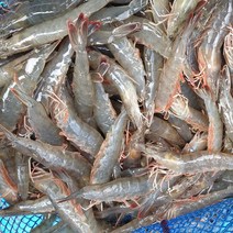 바다애수산 신안 생물 왕새우 흰다리새우 1kg 30~40미내외, 1개