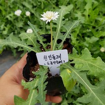 흰민들레 모종 (토종민들레), 1개