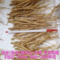 묘삼 인삼모종 종삼 새싹삼키우기 수경재배 토경재배 2년근 1차 750g 300-350종 뿌리인삼 화분 새싹인삼 쌈채소 키우기 가정용 업소용 사무실 양로원 노인 복지관 추천