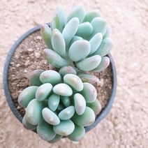 인커피식물카페 동미인 다육 공기정화 반려 식물 포트