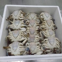 [프레쉬푸드] 국내산 서해안 냉동 암꽃게 10kg (35-44미), 단품
