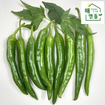 국내산 오이 고추 아삭이고추 모닝고추 특 4kg