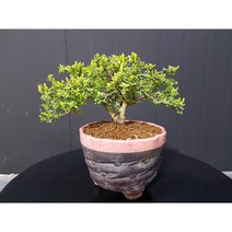 미니영춘화 분재