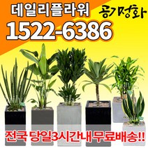 실내공기정화식물 미세먼지 공기청정 키우기쉬운식물 플랜테리어 식당 개업축하선물 산세베리아 고무나무 안시리움 율마 아가베 아레카야자 승진화분, (선택14)해피트리