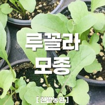 채소 모종 ~ 각종 묘종. 베란다 텃밭 세트 공기정화식물 허브 씨앗 채소모종 ~, H112 루꼴라 모종 1개