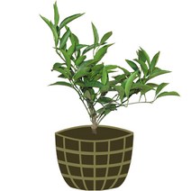 3년생 조생감귤 묘목 제주도 직발송 품종명 일남일호, 1개