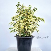 플라워석 스트라이트 벤자민 60cm 선물가능 인테리어 플랜테리어 키우기쉬운 공기정화식물 반려식물 예쁜식물 포트화분