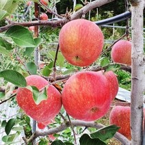 사과10kg..부사사과10kg(45~49과) 가정용선물, 사과9 10kg(흠과/쥬스용)대과