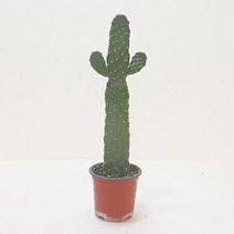 해피만세선인장(중품) 실내인테리어식물 홈가드닝