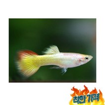 선셋구피 5마리, 1개